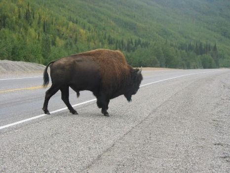 Bison on Alaskan Highway