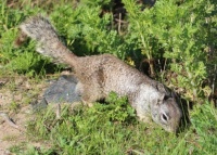 Ground Squirrel, Robb Field, Ocean Beach (San Diego), California
