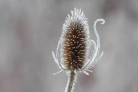 Frosted Thistle