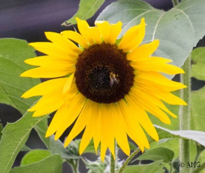 One Last Sunflower