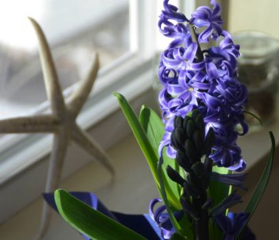 This week's touch of spring.  Hyacinth.