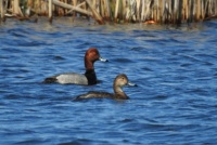 redhead pair