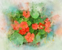 Floral Watercolors (#1)