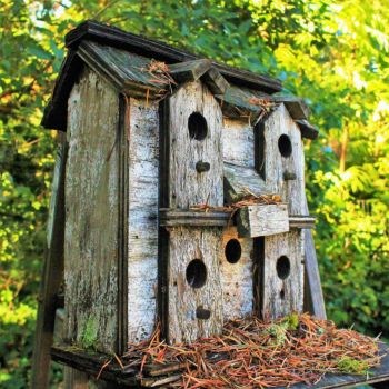 Abandoned Oregon Birdhouse