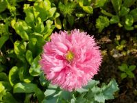 Fleurs de Passan Pen
