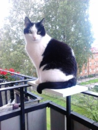 Doris catlady