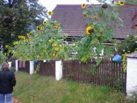 Photo1827  Zelezny Brod Travniky