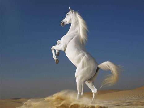 'White Arabian Horse Rearing'