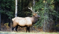 Elk, Banf Nat. Park, AB