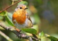Robin
