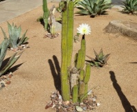 Bird Rock - Blooming Cactus