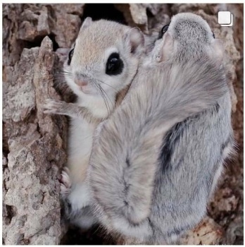 Siberian flying hot sale squirrel pet