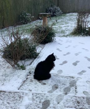 Sid in the Snow
