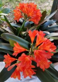 Kafir Lily