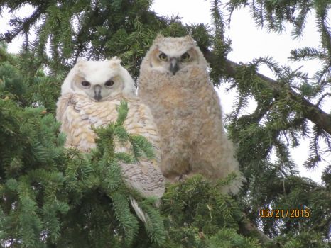 Hoots & Toots