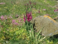 Flowering Island