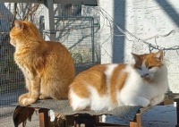 Waiting for spring