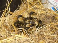 The ducklings are there !