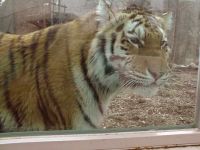 Tiger behind glass