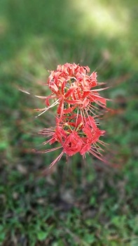 Red Spider Lilies on the Natchez Trace Parkway