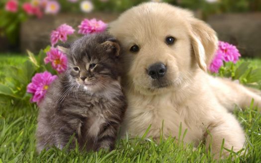 Doggy and Kitty