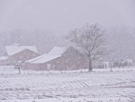 WI farm in a snowstorm