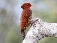 Datel skořicový (Cinnamon woodpecker)