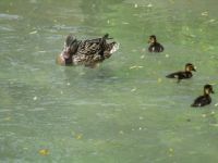Mother Mallard and ducklings