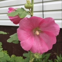 Another shade of pink Hollyhocks.