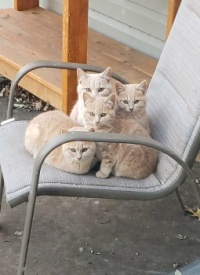My Feral Kittens