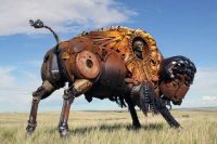 Buffalo2