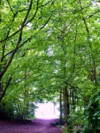 Morning Walk