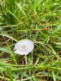 Lacy mushroom