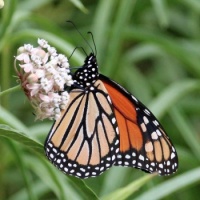 Monarch Butterfly on Narrowleaf Milkweed, San Dieguito County Park, Solana Beach, California
