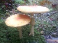Amanita flavoconia  or Yellow Patches