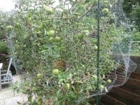 Our little Apple Tree