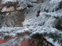 Frost on the evergreen tree