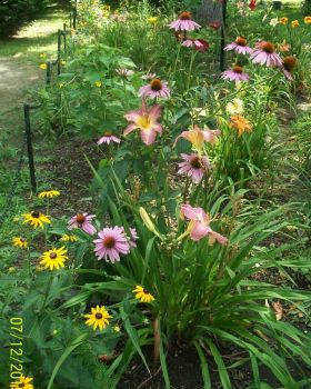 Coneflower & Daylilies