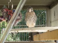 American Kestrel Fledgling