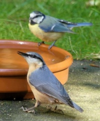 nuthatch at the bird bath (boomklever)