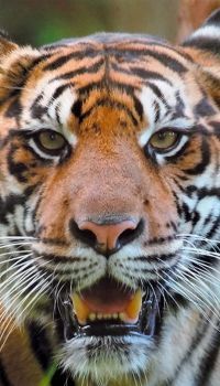 A poster of a tiger at the zoo