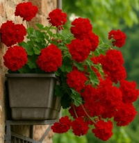 Red Flowers