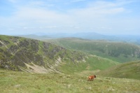 A midweek stroll on the Fells, Black Combe, 2000Ft. ASL.