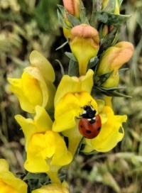 Butter and Eggs (Yellow Toadflax) with Ladybug