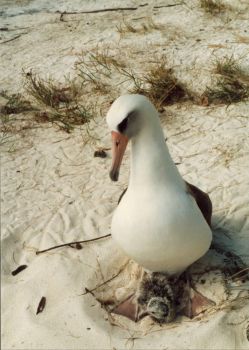 Nesting Albatross