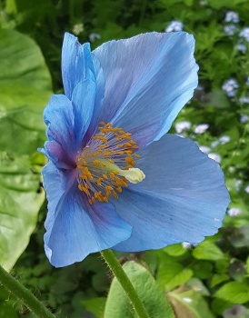 Blue Himalayan Poppy at Weyerhaeuser garden, WA
