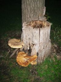 Fungus among us