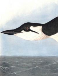 URIA BRUNNICHI