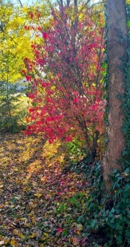 Tail End of Fall at My House
