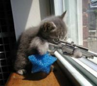 Don't Mess with Kitty!